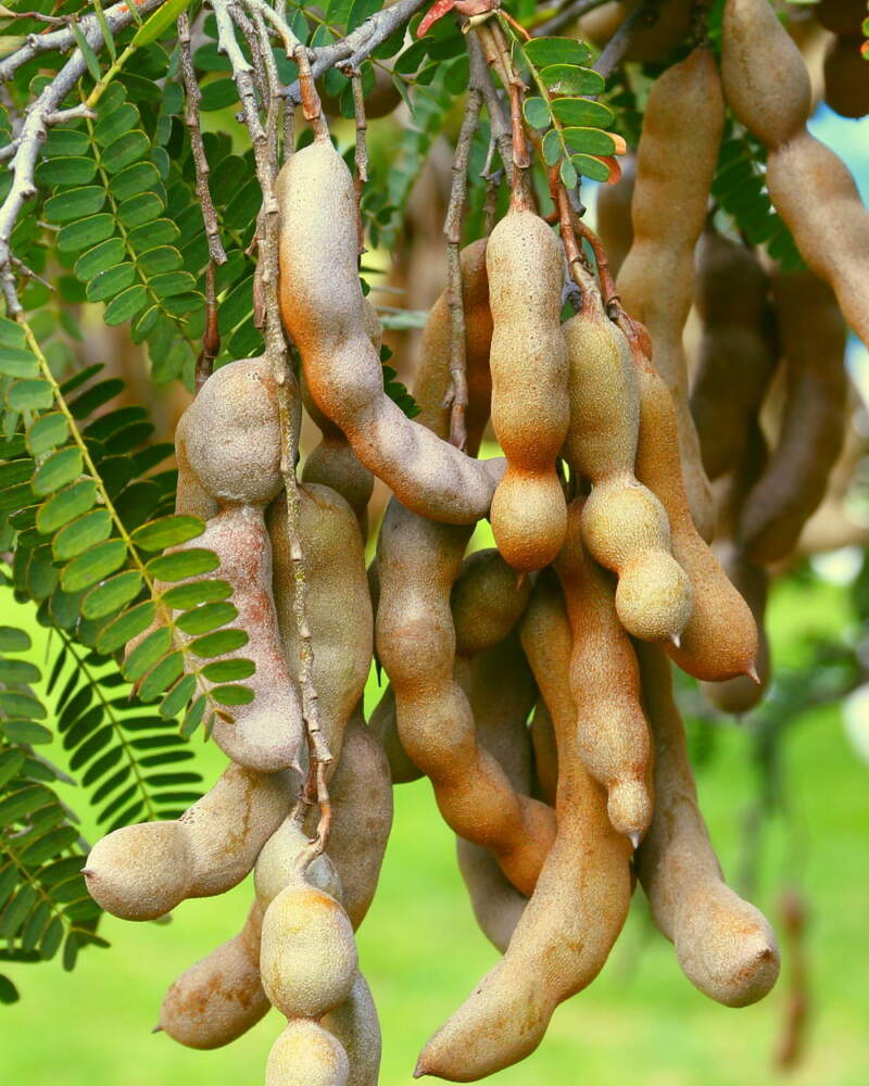 Tamarind extract used in toxic excretion research